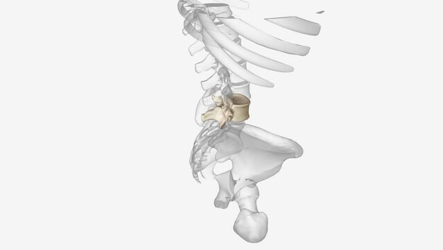 The fifth lumbar spine vertebrae (L5) is part of the greater lumbar region.