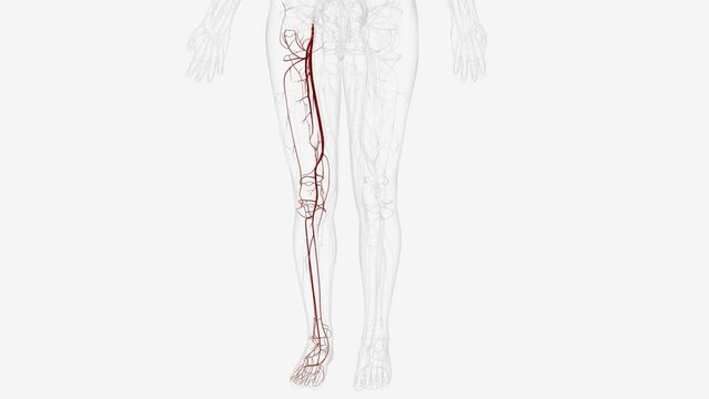 Arteries of right lower limb .