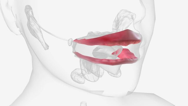 The gingiva (gums) are found in the oral cavity of humans surrounding part of their teeth .