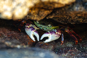 Purple rock crab New Zealand