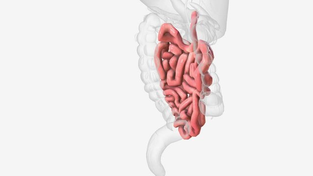 The small intestine or small bowel is an organ in the gastrointestinal tract where most of the absorption of nutrients from food takes place