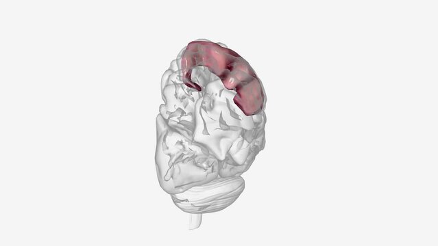 The superior frontal gyrus is the medial most gyrus of the frontal lobe's superolateral surface, running from the frontal pole anteriorly,