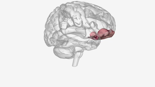 The right inferior frontal gyrus (rIFG) is considered a key node for the inhibition of premature or no longer appropriate motor responses .