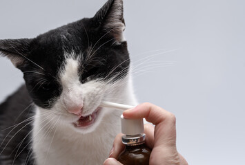 Koci dentysta podaje kotu leki na zepsute zęby  - obrazy, fototapety, plakaty