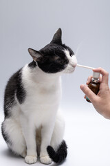 Aplikowanie środka na kamień nazębny kotu 