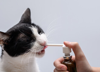 Kot i zdrowie jamy ustnej, psikać płynem dentystycznym w sprayu w otwarty pysk koci - obrazy, fototapety, plakaty