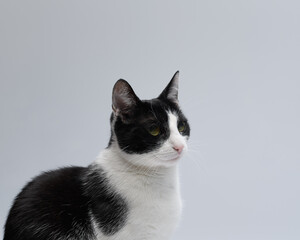 Czarno-biały kot pozuje na białym tle  - obrazy, fototapety, plakaty
