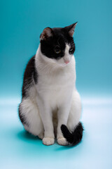 Smutny grzeczny czarno-biały kot siedzi z podwiniętym ogonem, niebieskie tło 
