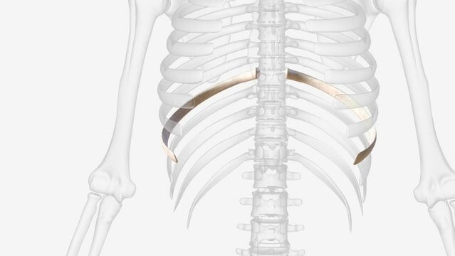 one of the bones forming the human rib cage. rib 8 8th rib .