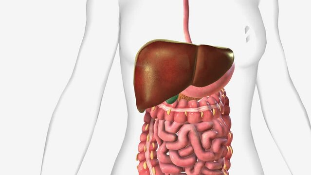 The liver is a large organ in the abdomen that performs many important bodily functions, including blood filtering.