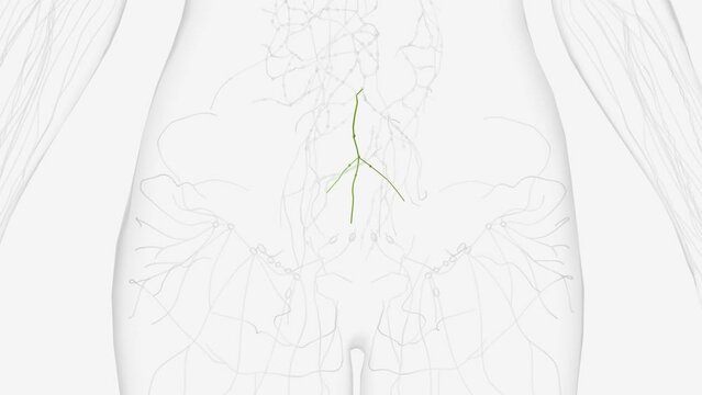The sacral lymph nodes are placed in the concavity of the sacrum,