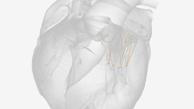 Mitral valve chordae tendinease 3D MED CAL