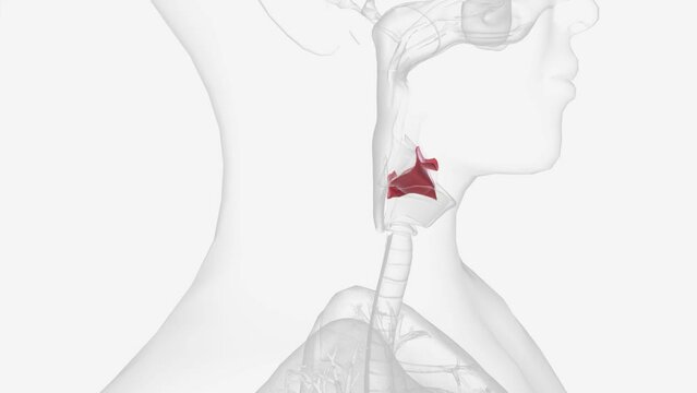 The epiglottis is a flap of tissue that sits beneath the tongue at the back of the throat.