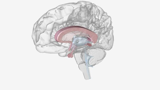The central nervous system is the brain and spinal cord, while the peripheral nervous system consists of everything else .