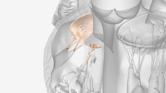 The tricuspid valve controls the flow of blood from your heart's right atrium (top chamber) to the right ventricle (bottom chamber).