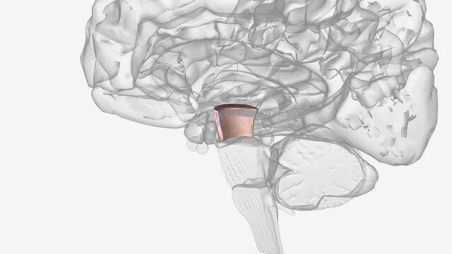 Peduncie of midbrain