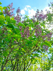 Close-up - purple lilac flowers among green leaves