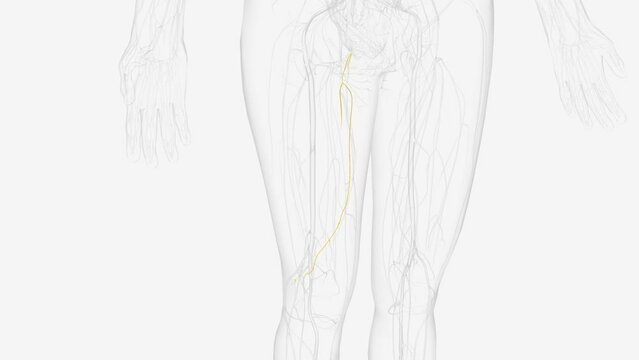 Posterior branch of right obturatcr nerve L2 L3 L4 .