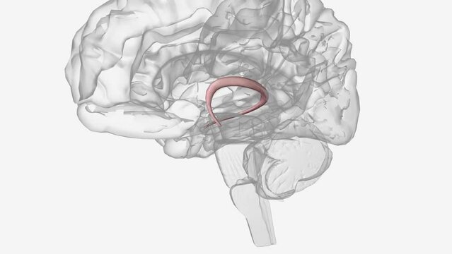 The fornix is a white matter bundle located in the mesial aspect of the cerebral hemispheres .