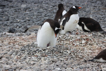 Fototapeta premium Gentoo Penguin (Pygoscelis papua) nesting at Brown Bluff, Antarctica.