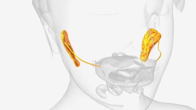 Parotid glands and ducts 3d medical