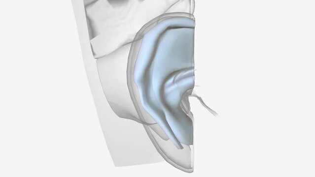 Cartilage is the thick tissue that creates the shape of your outer ear .