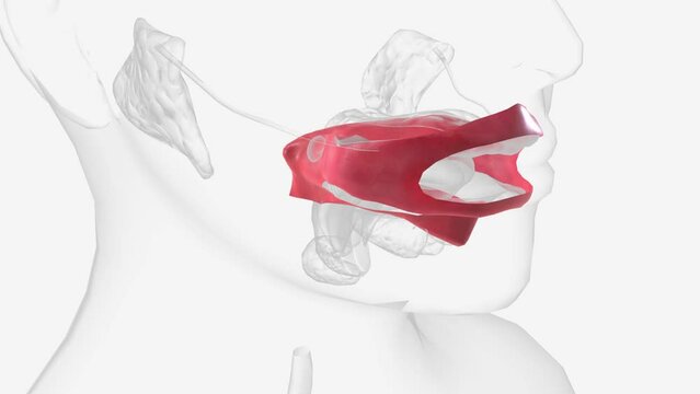 The oral mucosa is the mucous membrane lining the inside of the mouth .