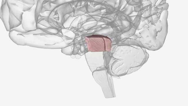 The midbrain is the smallest portion of the brainstem (about 1.5 cm) and its most cranial structure.