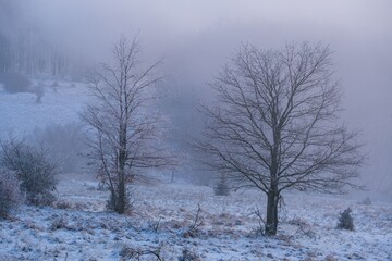 Winter frozen forest, winter landscape. Healthy walks in nature