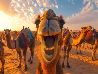 Foto auf Leinwand camel in the desert © Comofoto