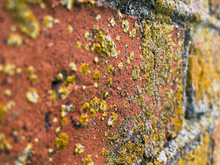 lichen on the old red brick