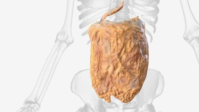 The peritoneum is a continuous membrane which lines the abdominal cavity and covers the abdominal organs .
