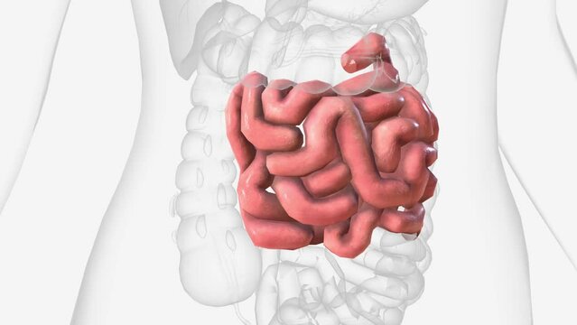 The jejunum is one of three sections that make up the small intestine .