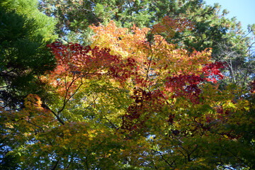 秋の曼殊院　参道の紅葉　京都市左京区