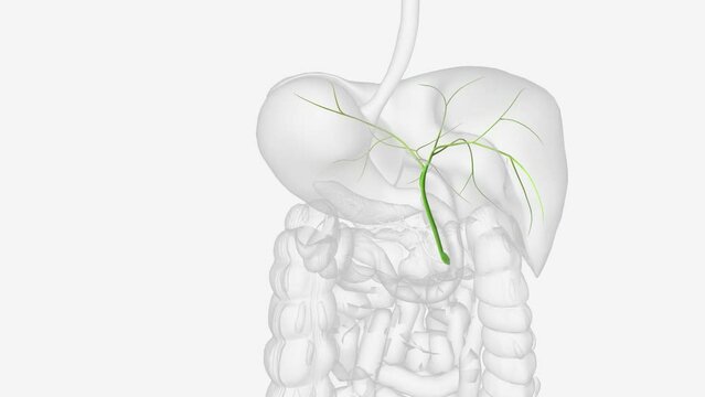 Bile ducts are tiny canals that connect some of the organs in your digestive system.