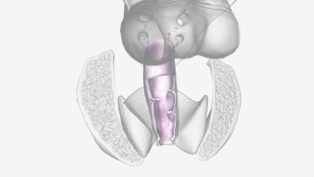 Rectal submucosal lesions encompass a wide variety of benign .