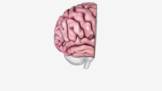 Brain Coronal Cross Section of Right cortex .