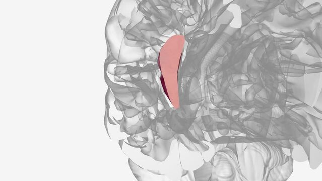 The right anterior insula is engaged in interoceptive awareness of homeostatic emotions such as thirst, pain and fatigue, and the ability to time one's own .