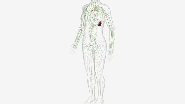 The lymphatic system is a network of delicate tubes throughout the body .