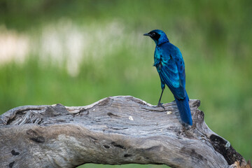 Starling on the branch in Okavango Delta, Botswana