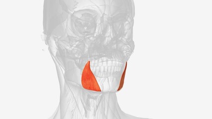 The depressor anguli oris muscle (triangularis muscle) is a facial muscle .
