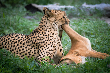 Young female cheetah suffocating a baby impala in Okavango Delta, Botswana