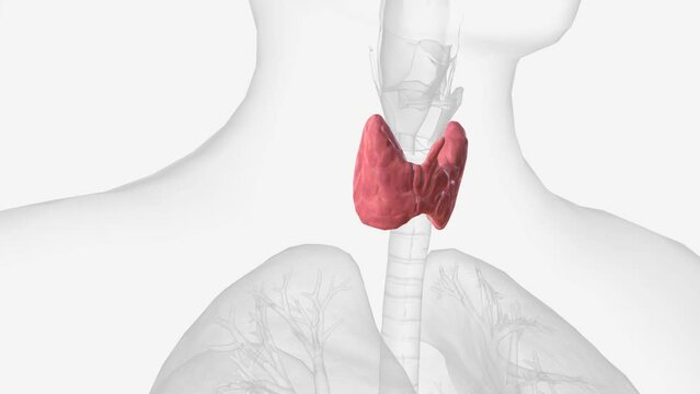The thyroid, or thyroid gland, is an endocrine gland in vertebrates .