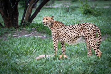 Young female cheetah with the baby impala kill in Moremi Nature Reserve, Okavango Delta, Botswana