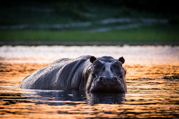 Hippopotamus at sunset in Okavango Delta, Botswana