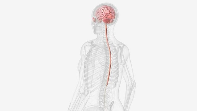 The central nervous system is the brain and spinal cord .