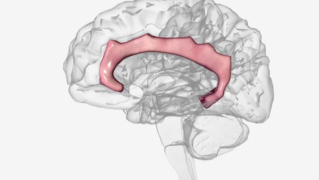 The cingulate gyrus commences below the rostrum of the corpus callosum.