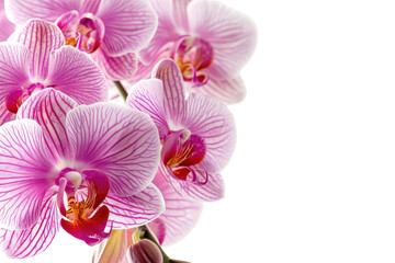 Opulent Orchid Banner Isolated on Transparent Background