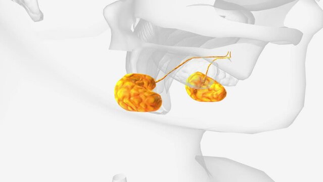 Submandibular glands and ducts 3d .