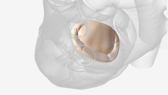 Mitral valve disease is a problem with the valve located between the left heart chambers .
